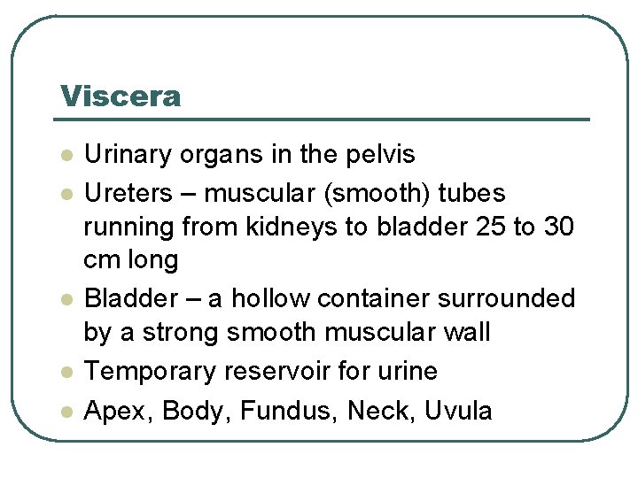 Viscera l l l Urinary organs in the pelvis Ureters – muscular (smooth) tubes