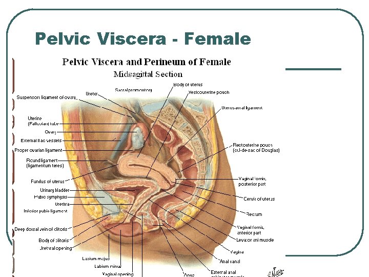 Pelvic Viscera - Female Pelvic Viscera - Female