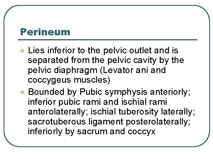 Perineum l l Lies inferior to the pelvic outlet and is separated from the Perineum l l Lies inferior to the pelvic outlet and is separated from the