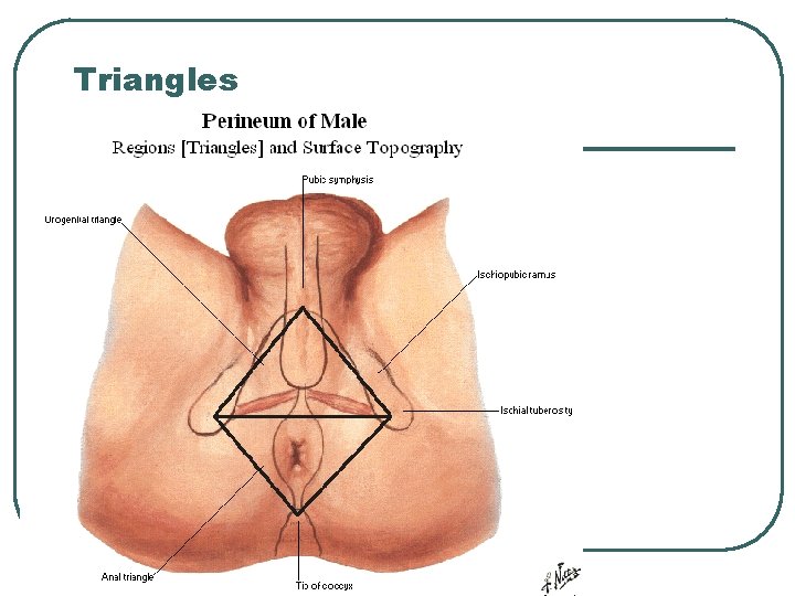 Triangles 