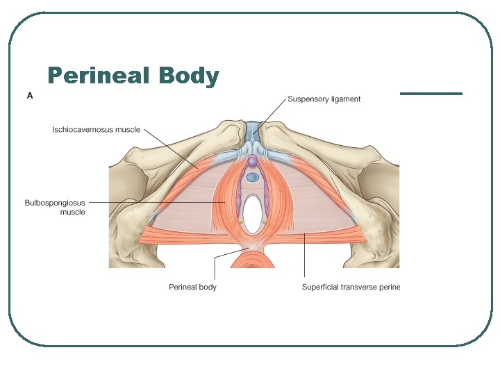 Perineal Body Perineal Body