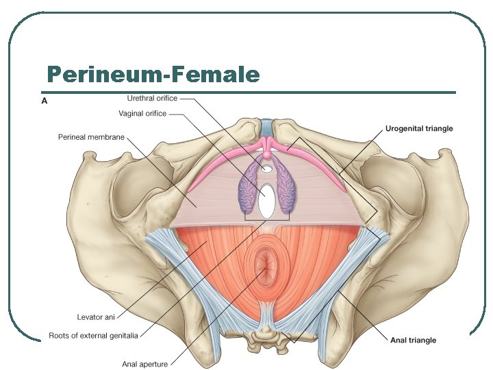 Perineum-Female Perineum-Female