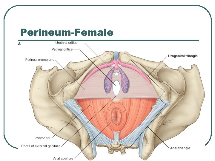 Perineum-Female 