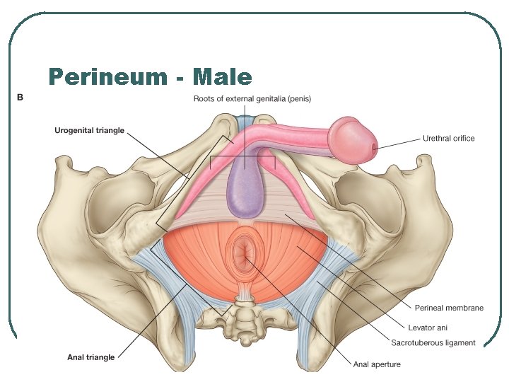 Perineum - Male 