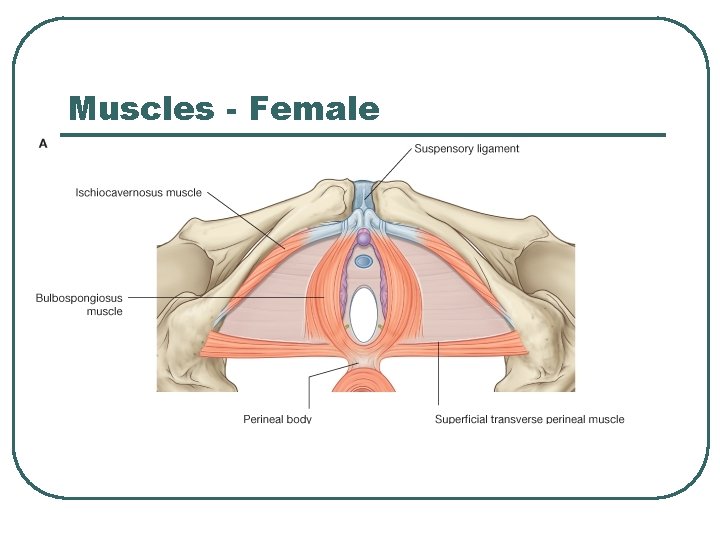 Muscles - Female Muscles - Female