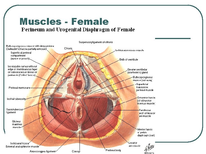 Muscles - Female Muscles - Female