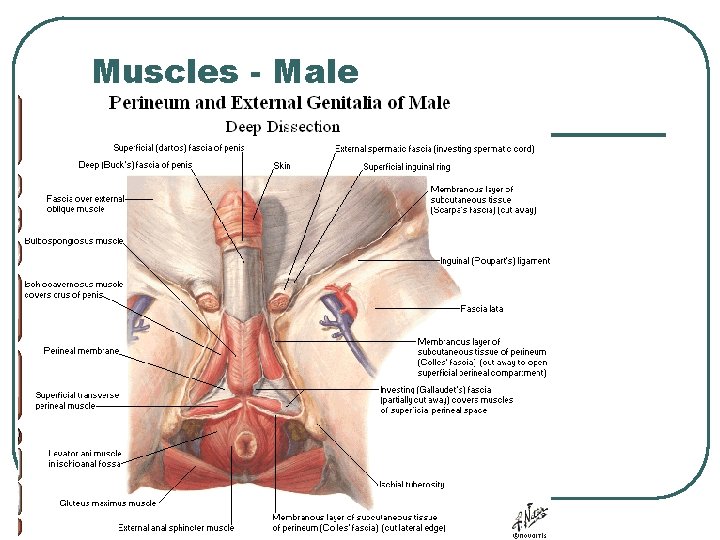 Muscles - Male 