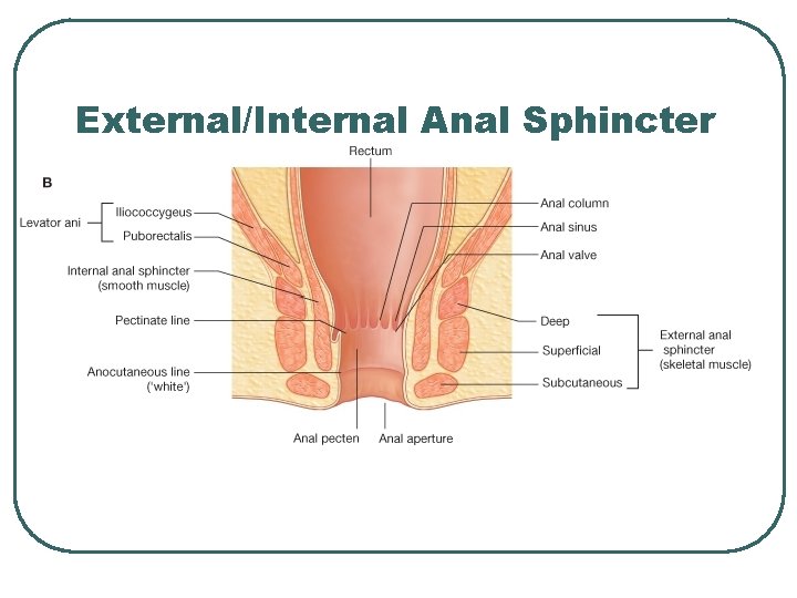 External/Internal Anal Sphincter 