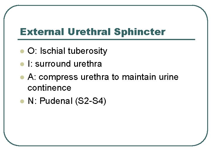 External Urethral Sphincter l l O: Ischial tuberosity I: surround urethra A: compress urethra