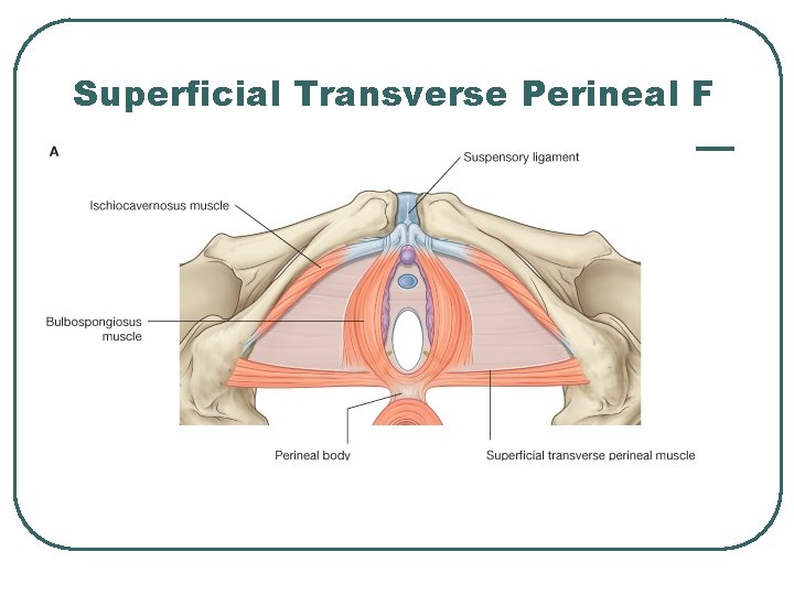 Superficial Transverse Perineal F 