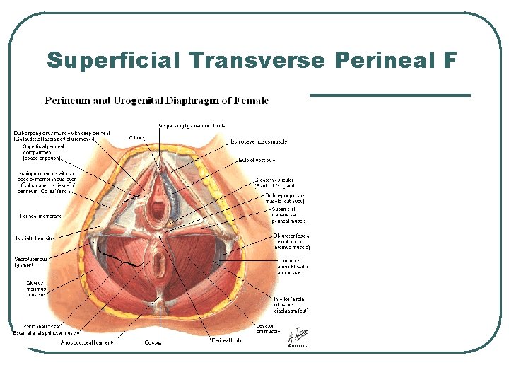 Superficial Transverse Perineal F Superficial Transverse Perineal F