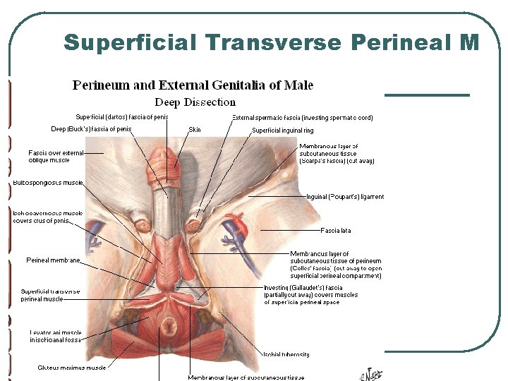 Superficial Transverse Perineal M 