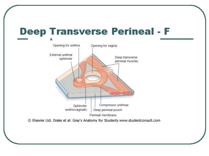 Deep Transverse Perineal - F Deep Transverse Perineal - F