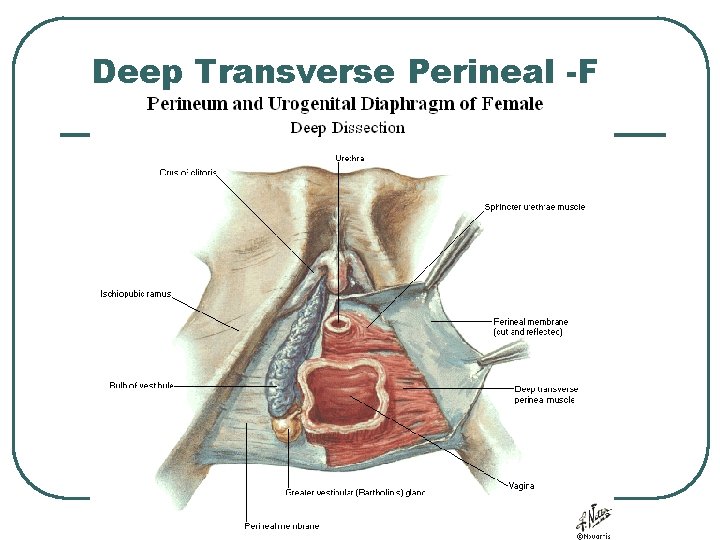 Deep Transverse Perineal -F Deep Transverse Perineal -F