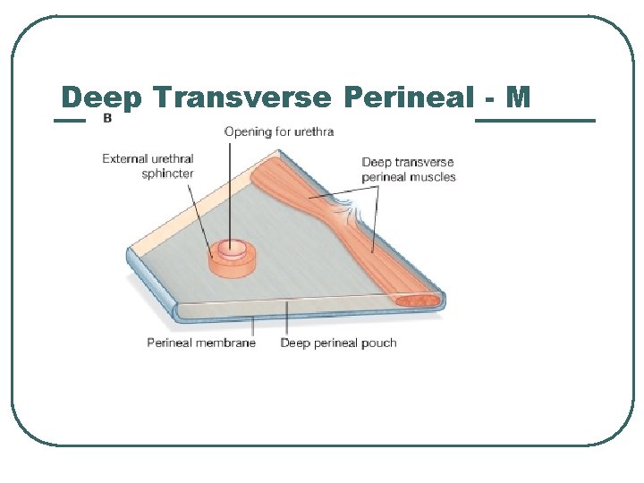 Deep Transverse Perineal - M 