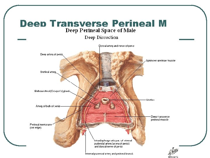 Deep Transverse Perineal M Deep Transverse Perineal M