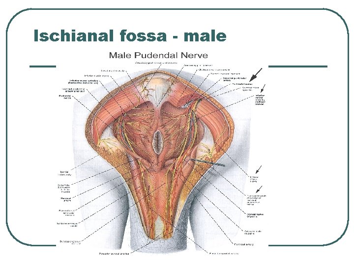 Ischianal fossa - male Ischianal fossa - male