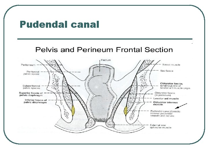 Pudendal canal 