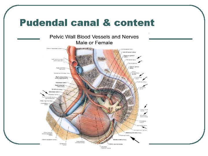 Pudendal canal & content 