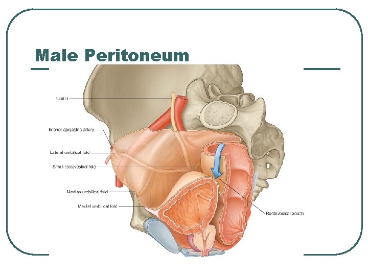 Male Peritoneum Male Peritoneum