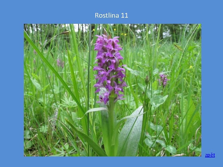 Rostlina 11 zpět 