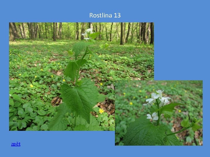 Rostlina 13 zpět 