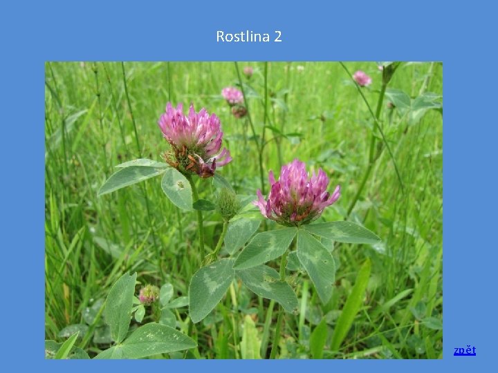 Rostlina 2 zpět 