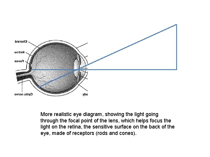 More realistic eye diagram, showing the light going through the focal point of the