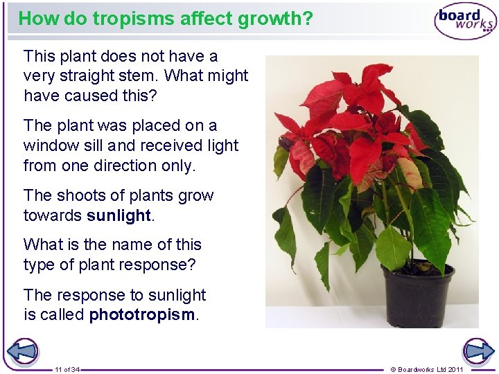 How do tropisms affect growth? This plant does not have a very straight stem.