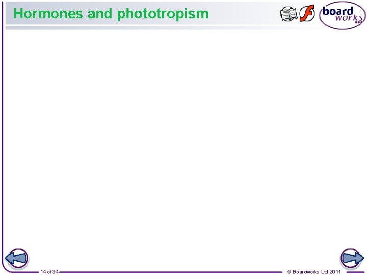 Hormones and phototropism 14 of 34 © Boardworks Ltd 2011 