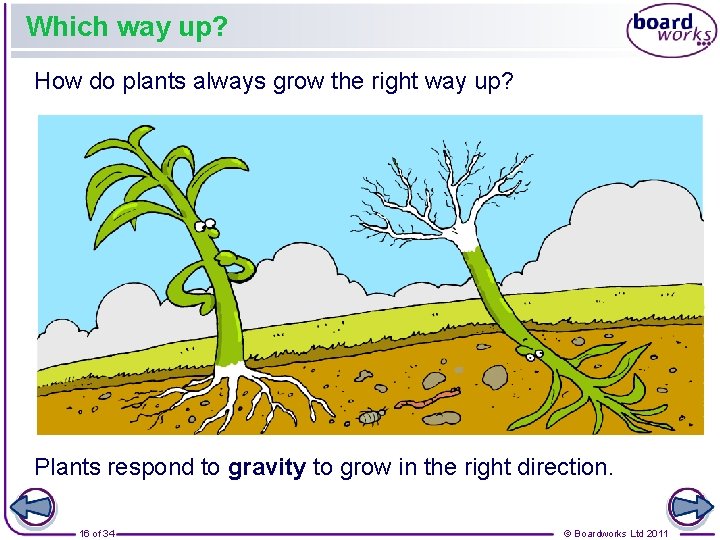 Which way up? How do plants always grow the right way up? Plants respond