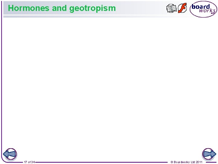 Hormones and geotropism 17 of 34 © Boardworks Ltd 2011 