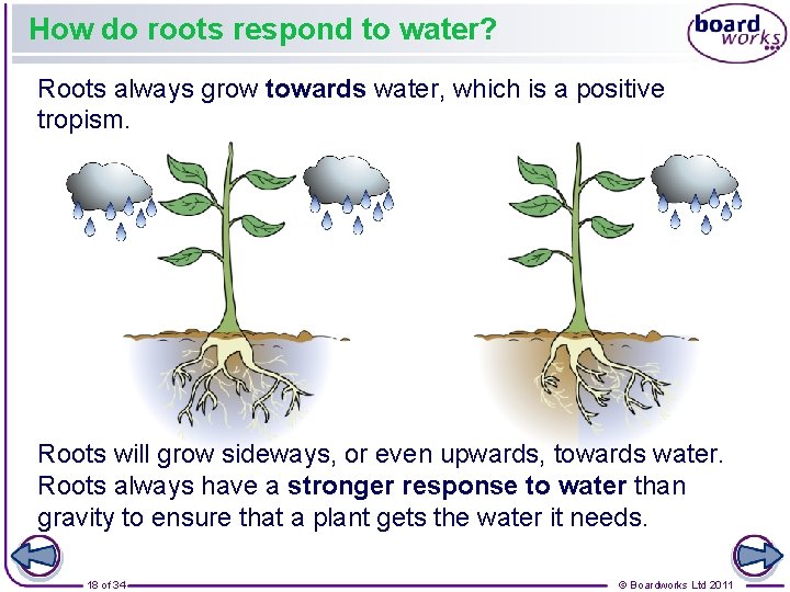 How do roots respond to water? Roots always grow towards water, which is a