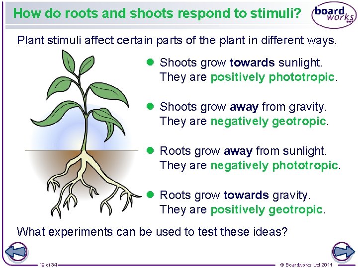 How do roots and shoots respond to stimuli? Plant stimuli affect certain parts of