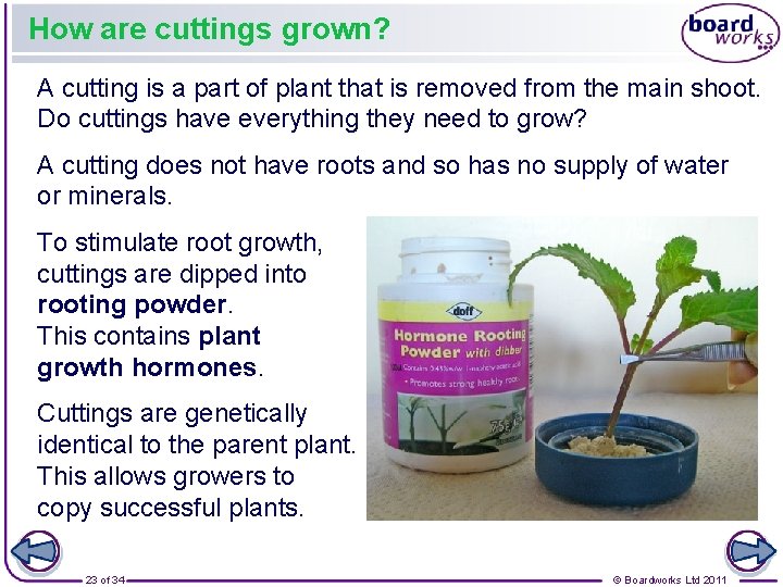 How are cuttings grown? A cutting is a part of plant that is removed