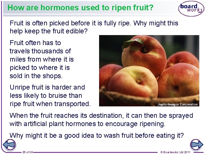 How are hormones used to ripen fruit? Fruit is often picked before it is