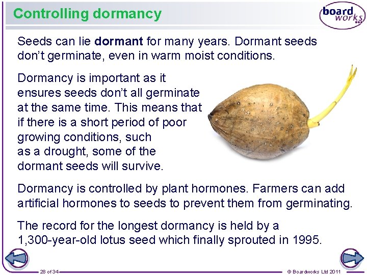 Controlling dormancy Seeds can lie dormant for many years. Dormant seeds don’t germinate, even