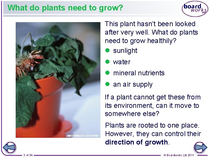 What do plants need to grow? This plant hasn’t been looked after very well.