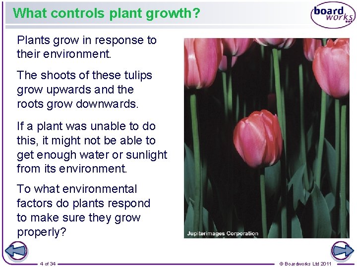 What controls plant growth? Plants grow in response to their environment. The shoots of