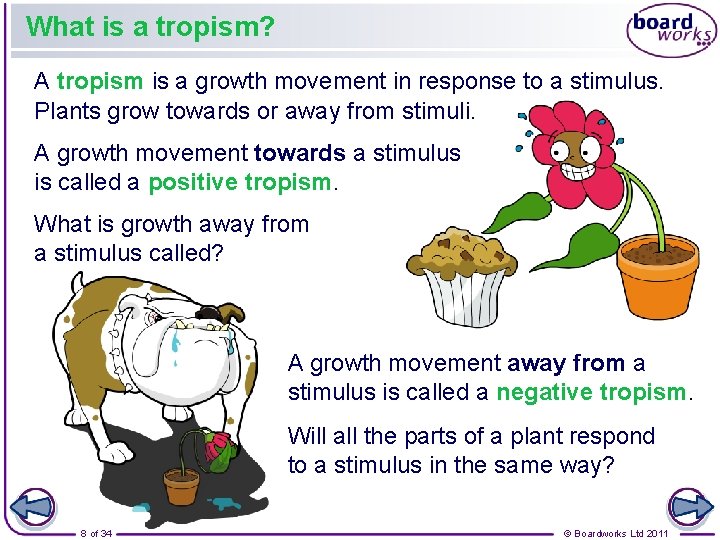 What is a tropism? A tropism is a growth movement in response to a