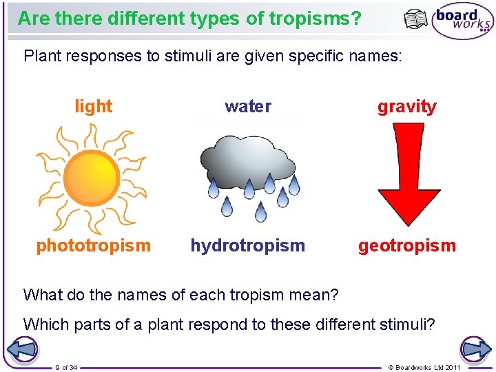 Are there different types of tropisms? Plant responses to stimuli are given specific names: