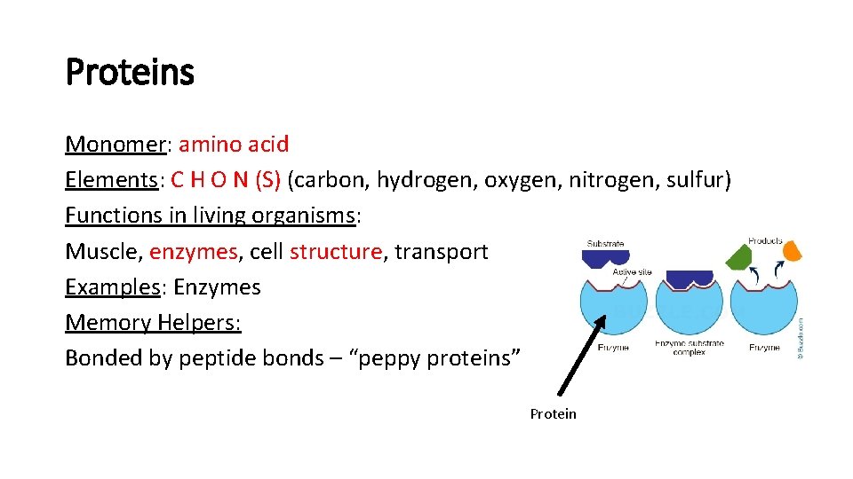 Proteins Monomer: amino acid Elements: C H O N (S) (carbon, hydrogen, oxygen, nitrogen,