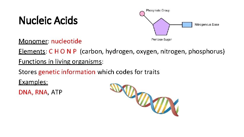 Nucleic Acids Monomer: nucleotide Elements: C H O N P (carbon, hydrogen, oxygen, nitrogen,