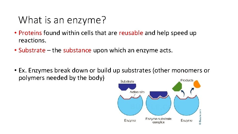 What is an enzyme? • Proteins found within cells that are reusable and help