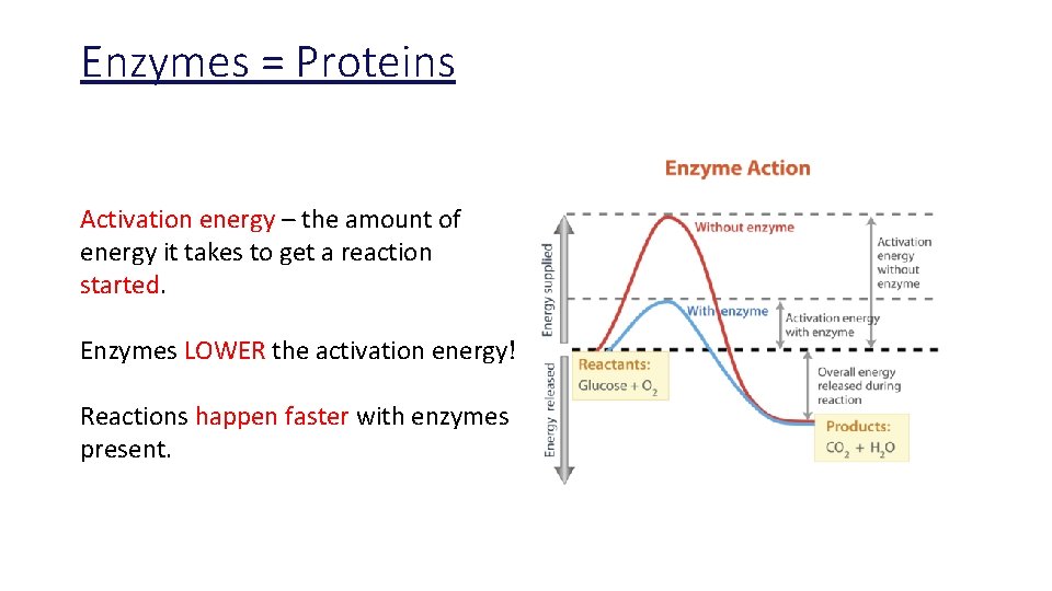 Enzymes = Proteins Activation energy – the amount of energy it takes to get