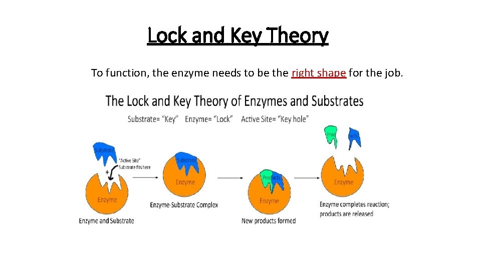 Lock and Key Theory To function, the enzyme needs to be the right shape