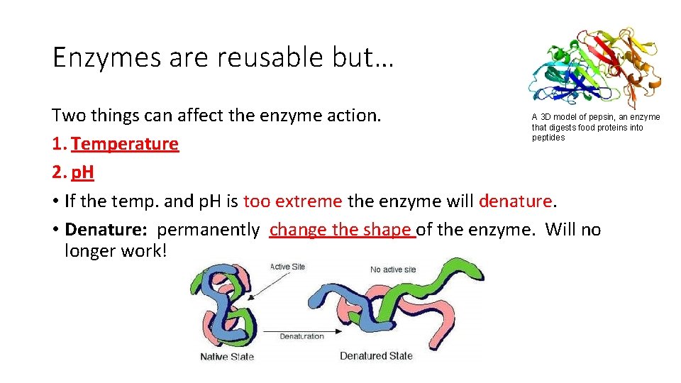 Enzymes are reusable but… A 3 D model of pepsin, an enzyme Two things