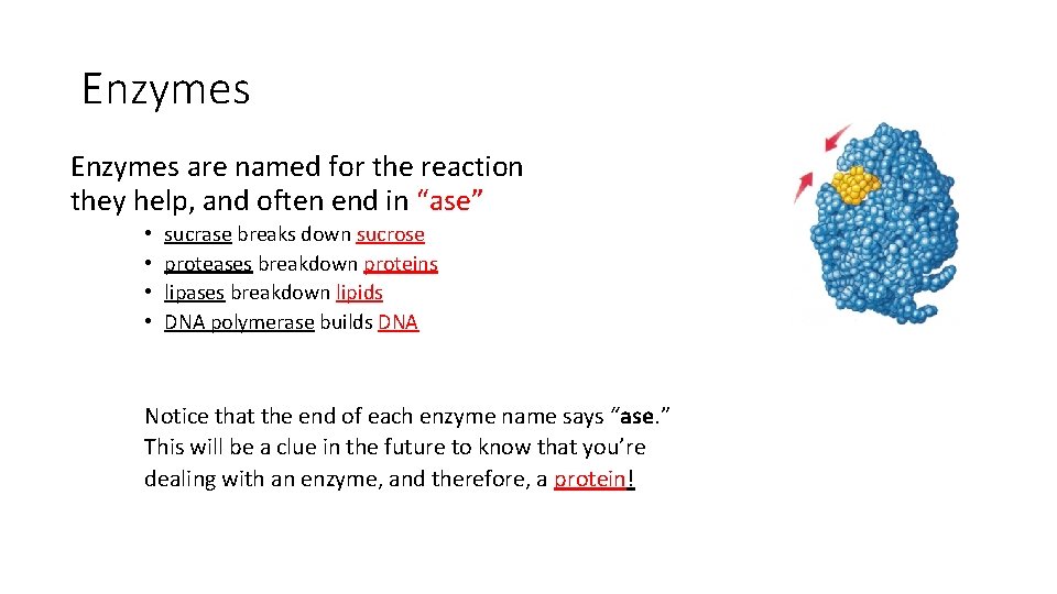 Enzymes are named for the reaction they help, and often end in “ase” •