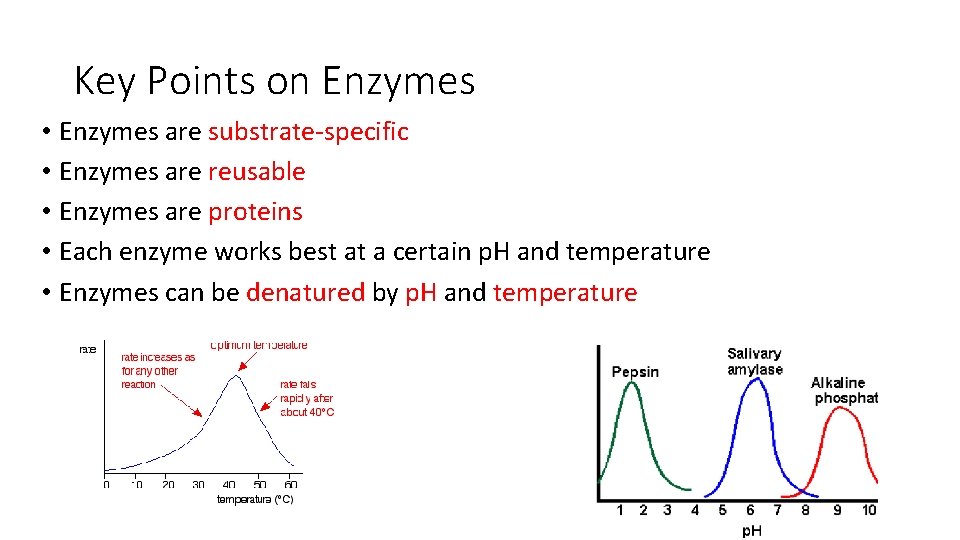 Key Points on Enzymes • Enzymes are substrate-specific • Enzymes are reusable • Enzymes