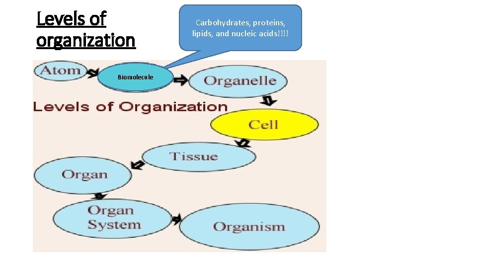 Levels of organization Biomolecule Carbohydrates, proteins, lipids, and nucleic acids!!!! 